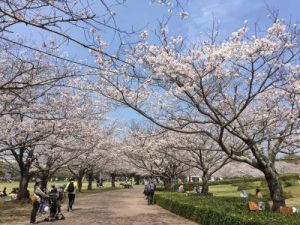 今日の総合文化公園