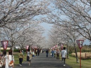 母智丘公園の桜並木