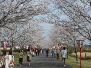 母智丘公園の桜並木