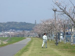 大淀川堤防、満開の桜が春を告げる
