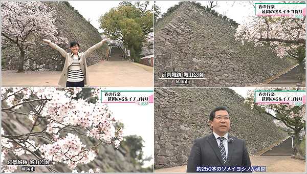 城山公園の桜