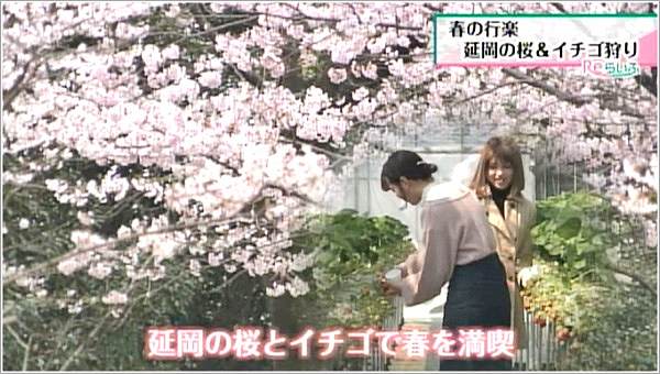 延岡の桜とイチゴ狩りを満喫