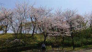 今年度も、今年の桜を忘れず、また咲くことが出来るように、のりのりの笑顔で頑張ります！！故郷の桜に感謝、感謝、感謝。