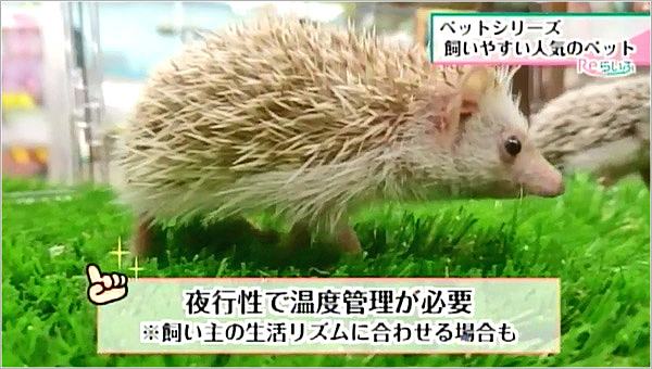 ハリネズミ