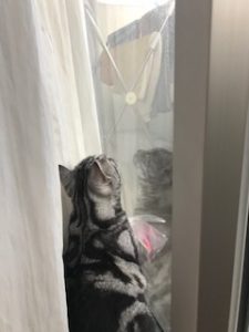 猫あるある。窓辺でずっと何かをみている。洗濯物を眺めてるのか？