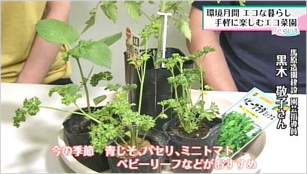 ペットボトルで育つ野菜