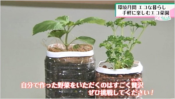 野菜作りに挑戦してみては？