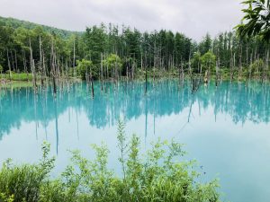 美瑛の青い池、日によって青さが違うそう