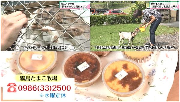 動物とのふれあい：お問合せ